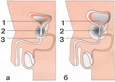 половые органы, мочеиспускательный тракт - схема